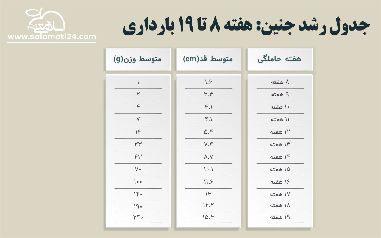 وضعیت هفته به هفته بارداری